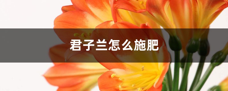 君子兰怎么施肥 （君子兰施肥标准）