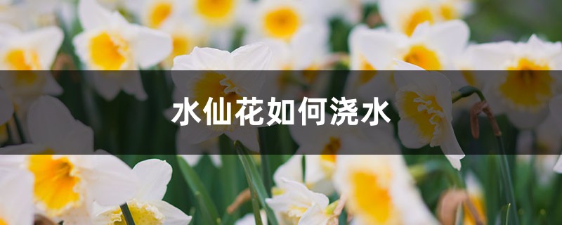 水仙花如何浇水 （水仙花浇水常识）